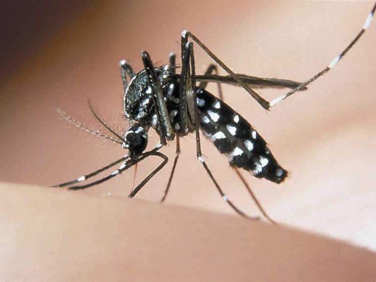 zanzara tigre, zika